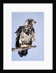 Immature Bald Eagle with a fish by Anonymous