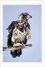 Immature Bald Eagle with a fish by Anonymous