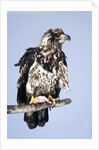 Immature Bald Eagle with a fish by Anonymous