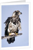 Immature Bald Eagle with a fish by Anonymous