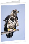 Immature Bald Eagle with a fish by Anonymous