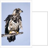 Immature Bald Eagle with a fish by Anonymous