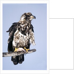 Immature Bald Eagle with a fish by Anonymous