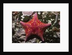 Bat Star by Anonymous