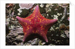 Bat Star by Anonymous