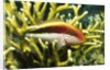 Freckled Hawkfish by Anonymous