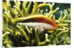 Freckled Hawkfish by Anonymous