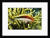 Freckled Hawkfish by Anonymous