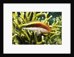 Freckled Hawkfish by Anonymous