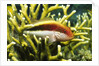 Freckled Hawkfish by Anonymous