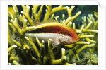 Freckled Hawkfish by Anonymous