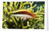 Freckled Hawkfish by Anonymous