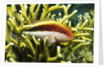 Freckled Hawkfish by Anonymous