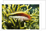 Freckled Hawkfish by Anonymous