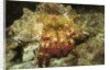 Red-Banded Hermit Crab by Anonymous
