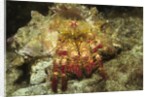 Red-Banded Hermit Crab by Anonymous