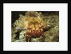 Red-Banded Hermit Crab by Anonymous