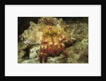 Red-Banded Hermit Crab by Anonymous