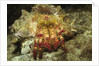 Red-Banded Hermit Crab by Anonymous