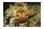 Red-Banded Hermit Crab by Anonymous