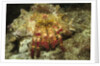 Red-Banded Hermit Crab by Anonymous
