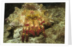 Red-Banded Hermit Crab by Anonymous