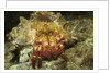 Red-Banded Hermit Crab by Anonymous