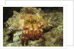 Red-Banded Hermit Crab by Anonymous