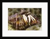 Small White Hermit Crab by Anonymous
