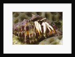 Small White Hermit Crab by Anonymous