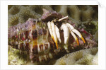 Small White Hermit Crab by Anonymous