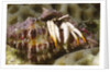 Small White Hermit Crab by Anonymous