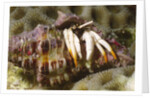 Small White Hermit Crab by Anonymous