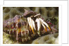 Small White Hermit Crab by Anonymous