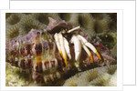 Small White Hermit Crab by Anonymous