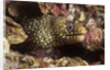 Jewel Moray Eel by Anonymous
