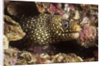 Jewel Moray Eel by Anonymous