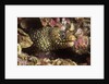 Jewel Moray Eel by Anonymous