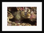 Jewel Moray Eel by Anonymous