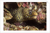 Jewel Moray Eel by Anonymous
