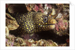 Jewel Moray Eel by Anonymous