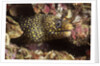 Jewel Moray Eel by Anonymous