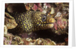 Jewel Moray Eel by Anonymous