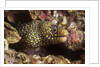 Jewel Moray Eel by Anonymous