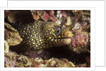 Jewel Moray Eel by Anonymous
