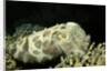 Broadclub Cuttlefish by Anonymous