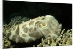 Broadclub Cuttlefish by Anonymous