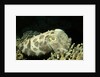 Broadclub Cuttlefish by Anonymous