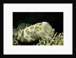 Broadclub Cuttlefish by Anonymous