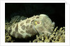 Broadclub Cuttlefish by Anonymous